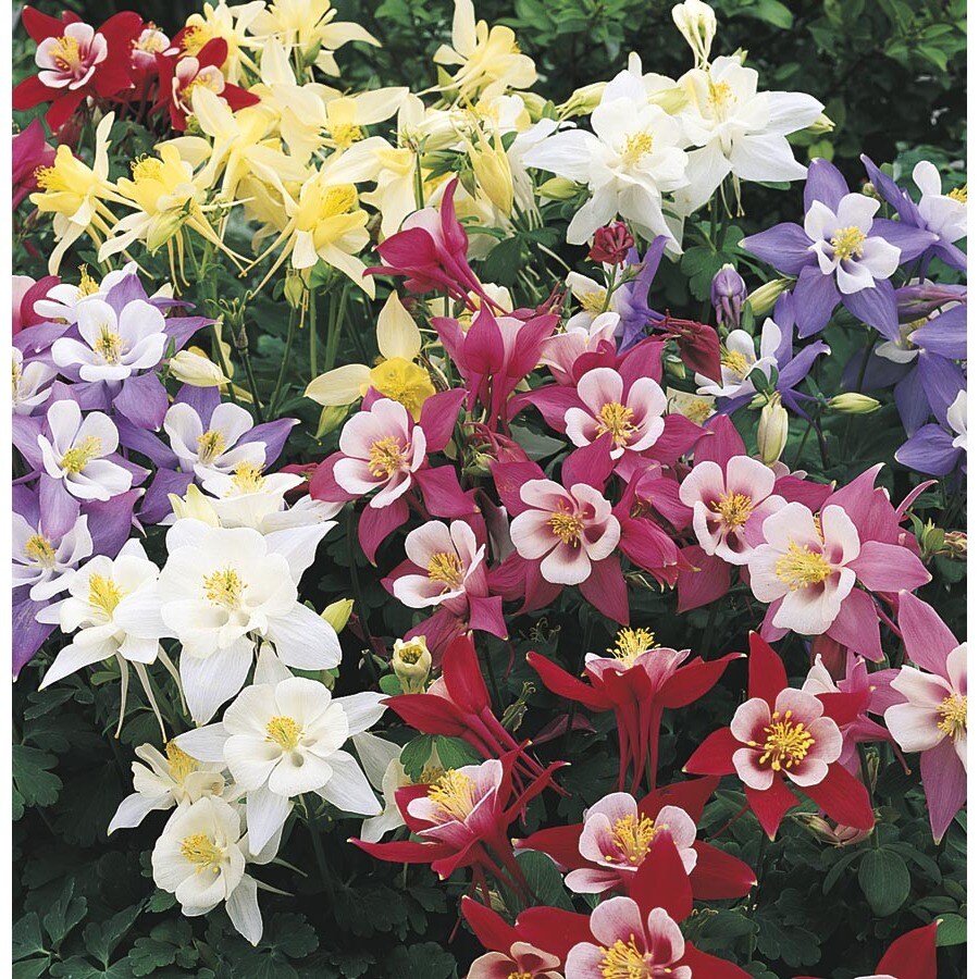  NURSERY 1-Quart in Pot Aquilegia Columbine