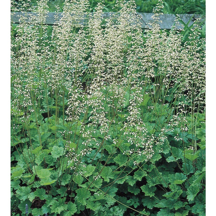 Lowe's Multicolor Coral Bells in 2.5Quart Pot at