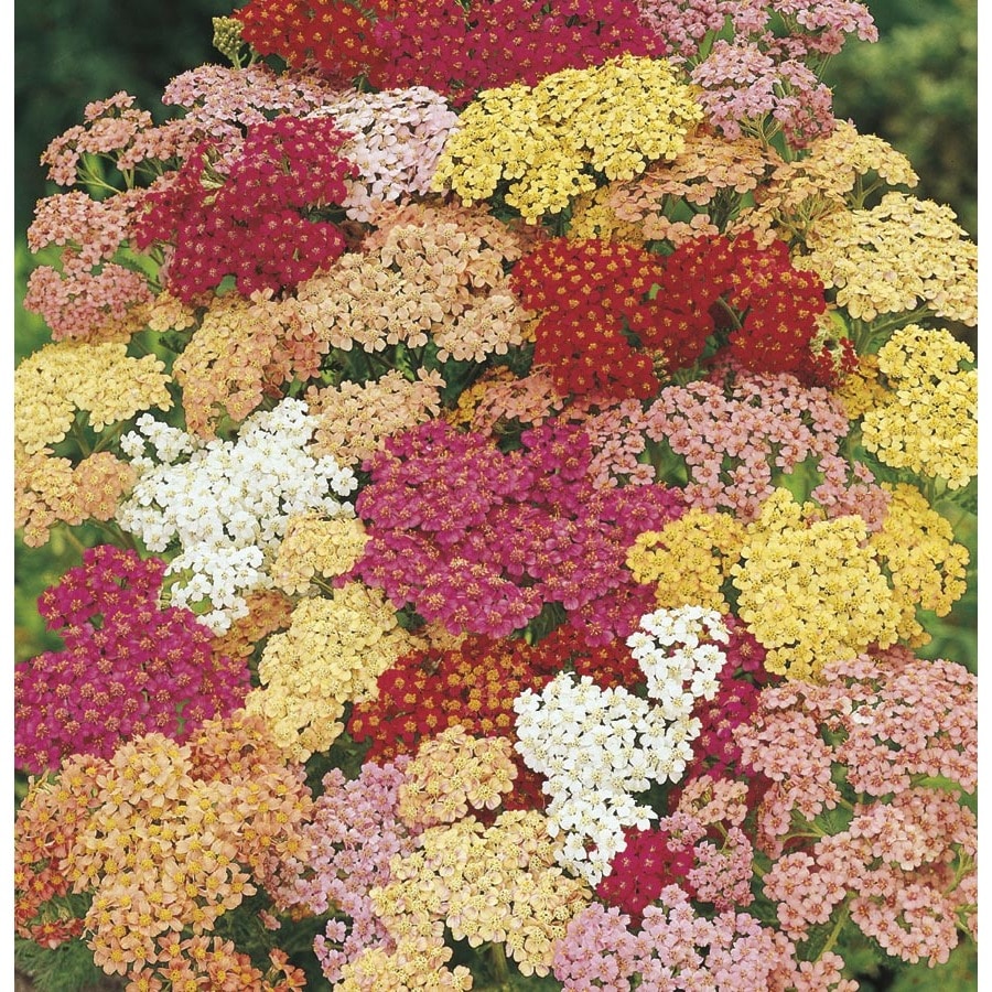 1.5Gallon in Pot Yarrow (L7030) in the Perennials department at