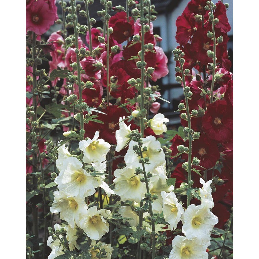Lowe's 1.5 -Gallon Assorted colors Hollyhock 1 -Pack - Low Maintenance ...