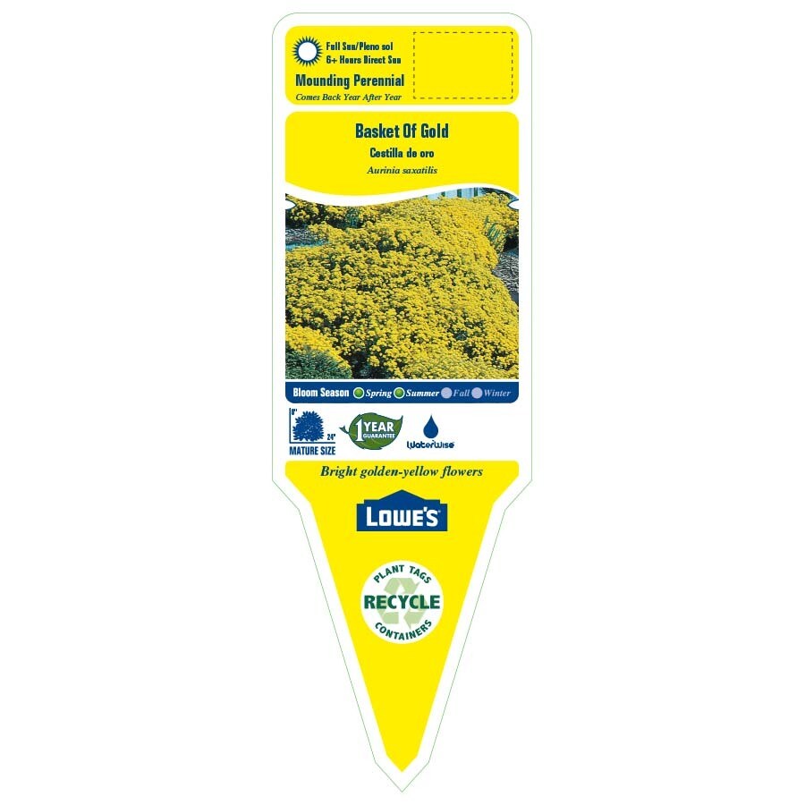 Lowe's Yellow Basket Of Gold Plant in -Quart Pot in the Perennials