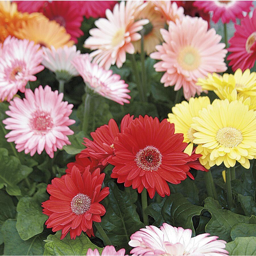 Monrovia 2.5Quart Gerbera Daisy (L3114) at