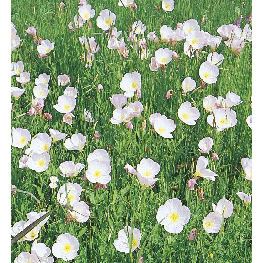 2.5-Quart Mexican Evening Primrose (L5045)