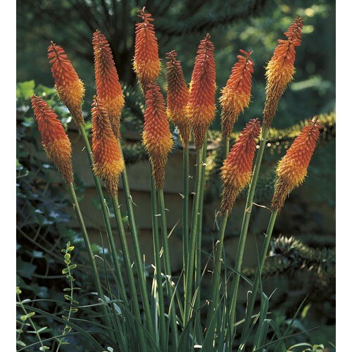 1 Gallon In Red Hot Poker L5331 In The Perennials Department At Lowes Com