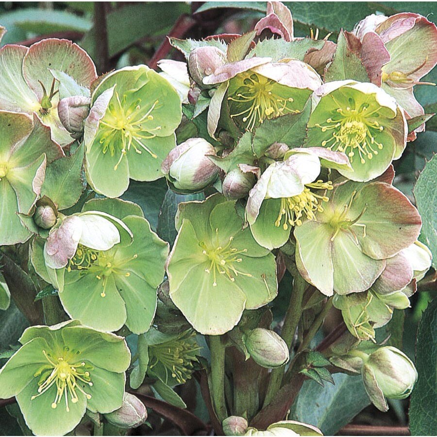 1Quart in Lenten Rose (L10982) at
