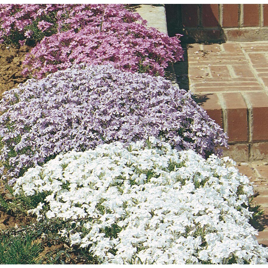 1.5-Gallon in Creeping Phlox (L6559)