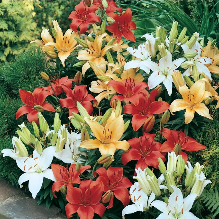 2-Gallon in Planter Asiatic Lily (Lw01857)