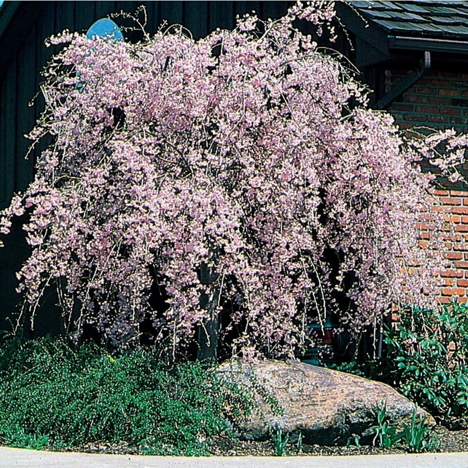 8 99 Gallon Weeping Snow Fountain Cherry L7207 Potted Trees Weeping Cherry Tree White Gardens