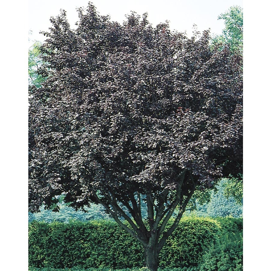  PRUNKV-L-15 11.85-Gallon Flowering Plum Tree (L5986)