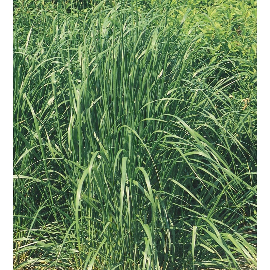 3 Gallon Feather Reed Grass L5010 At