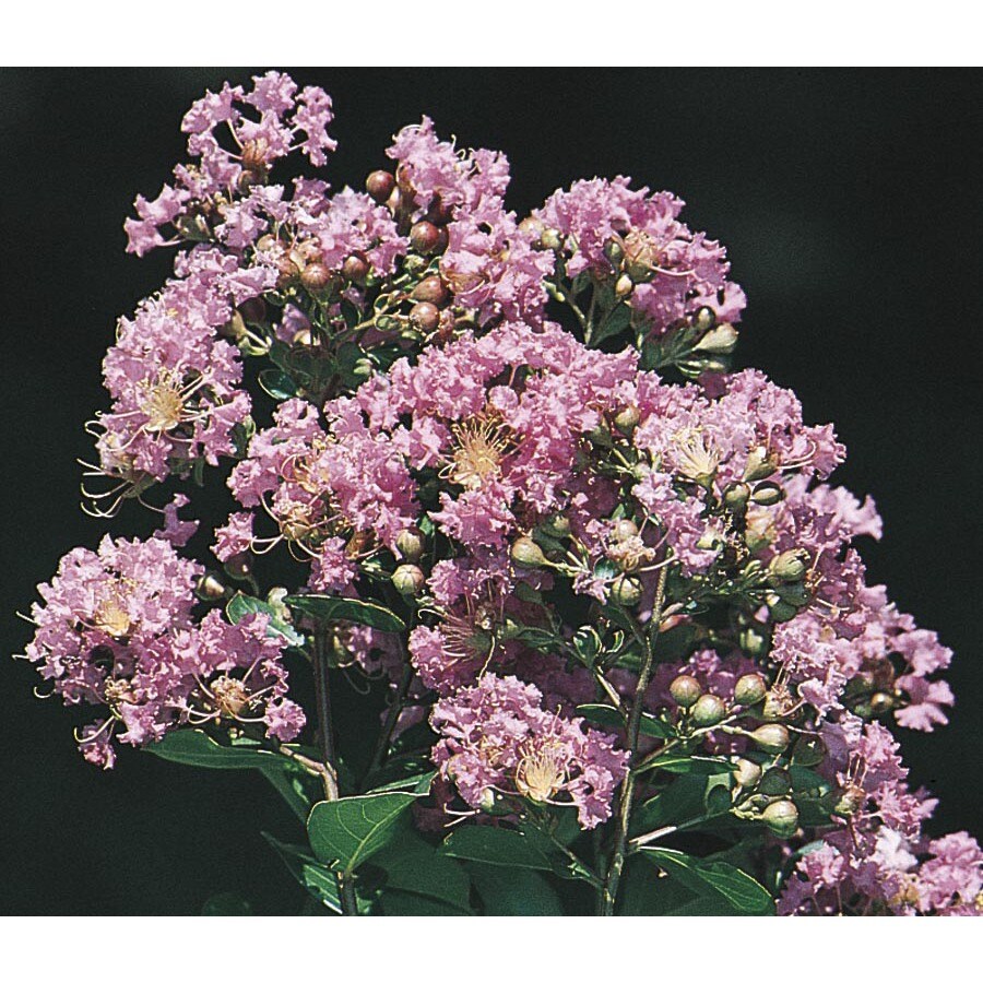 11.85-Gallon Lavender Zuni Semi-Dwarf Crape Myrtle (L11190 ...