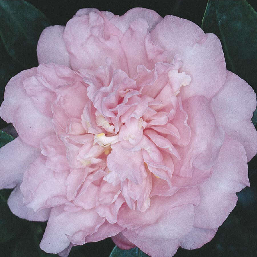 Pink Debutante Camellia Flowering Shrub in Pot (With Soil) (L3149) at