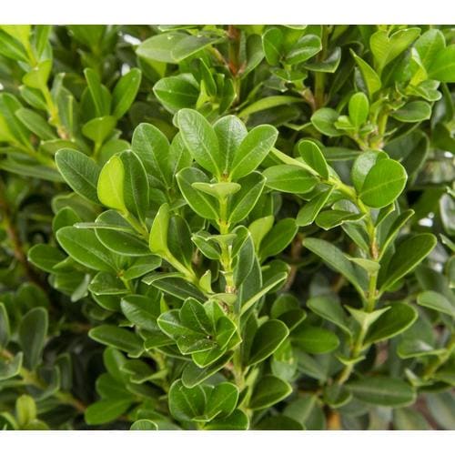 2.5-Quart Yellow Boxwood Highlander Feature Shrub in Pot at Lowes.com