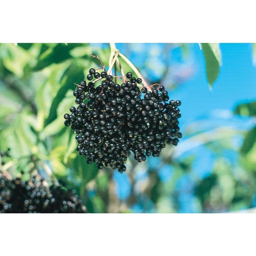 Elderberry Shrubs at