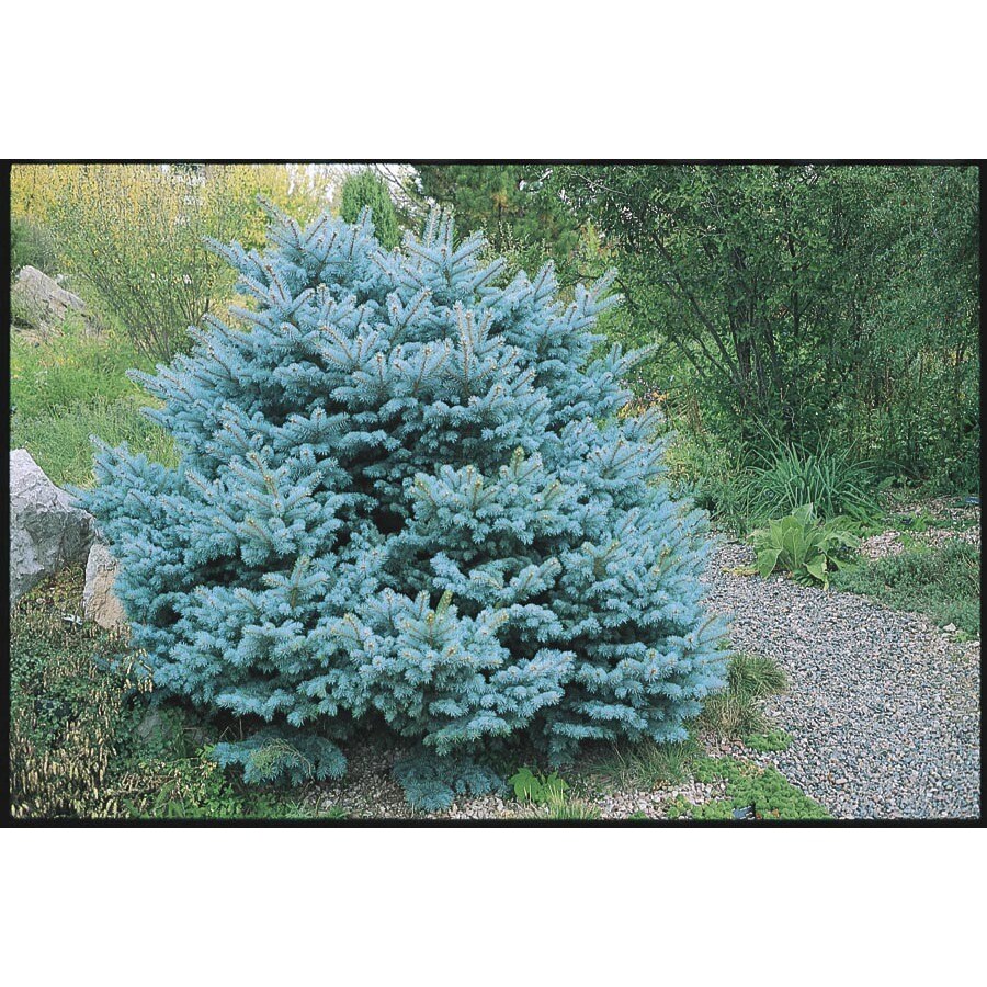  NURSERY 8.75-Gallon Colorado Blue Spruce Globe Tree (L14441)
