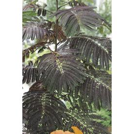 Trees At Lowes 3 25 Gallon Pink Summer Chocolate Mimosa Flowering Tree In Pot With Soil
