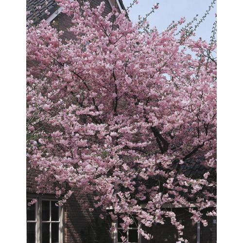 5.5-Gallon Pink Kwanzan Cherry Flowering Tree in Pot (With ...