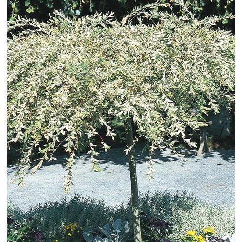 3.58Gallon Dappled Willow Tree in Pot (With Soil) (L11651) in the