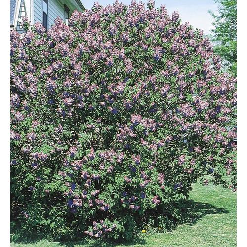 2.58Gallon Purple Old Fashioned Purple Lilac Flowering Shrub in Pot (L7783) at
