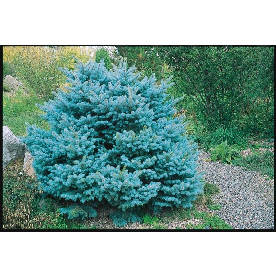 2.58Gallon Colorado Blue Spruce Globe Feature Tree in Pot (With Soil