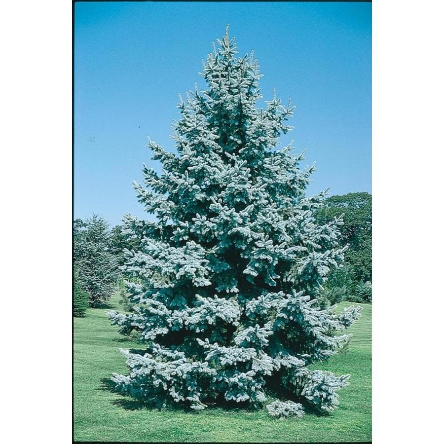 7.15Gallon Colorado Blue Spruce Feature Tree in Pot (With Soil) (L3937