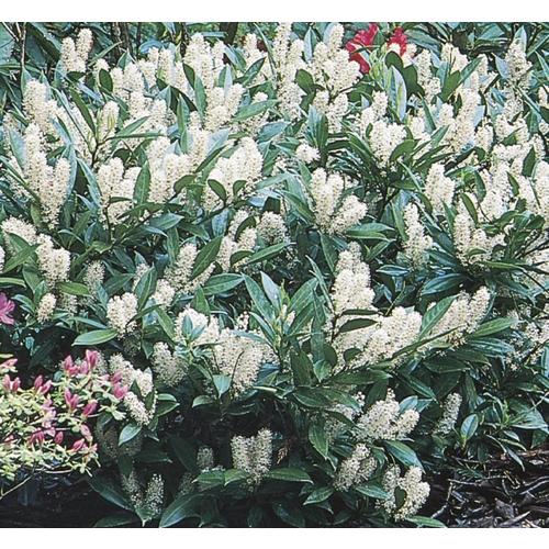 7.15-Gallon White Otto Luyken Cherry Laurel Foundation/Hedge Shrub in ...