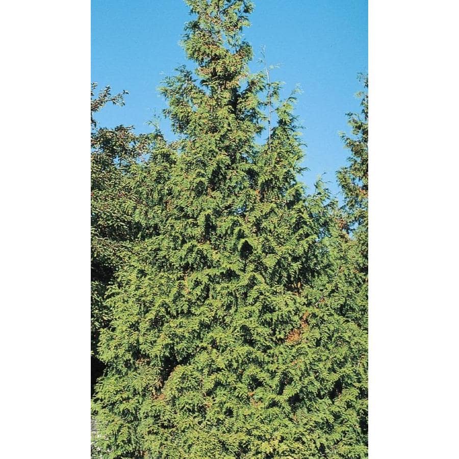 3.58-Gallon Western Red Cedar Feature Tree in Pot (With Soil) (L11335 ...