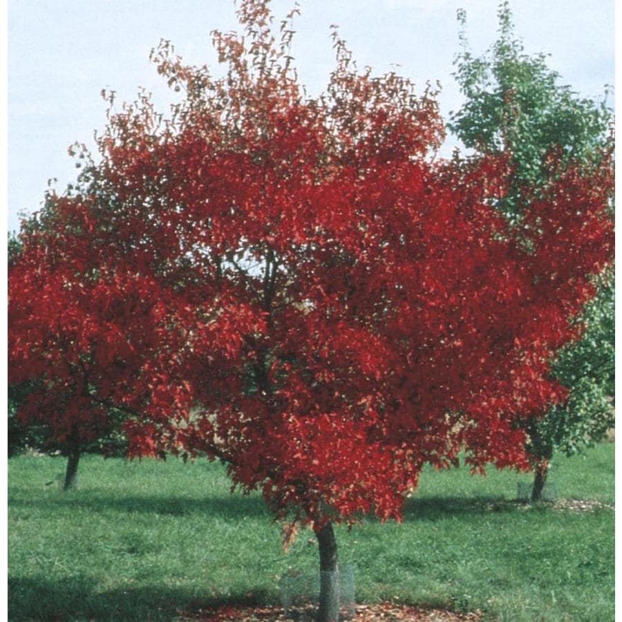 maple tree lowes shop 3 58 gallon amur maple shade tree l7792 at lowes maple tree lowes shop 3 58 gallon amur maple shade tree l7792 at lowes