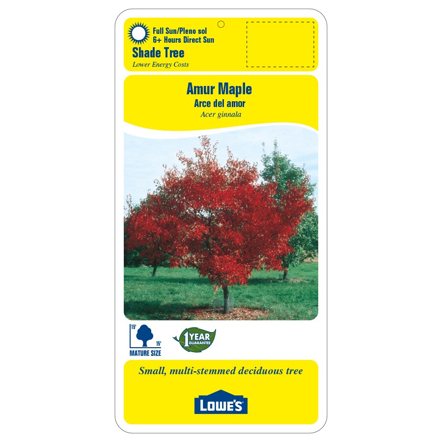 Shop 3.58-Gallon Amur Maple Shade Tree (L7792) at Lowes.com