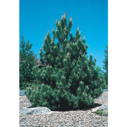 3.58-Gallon Austrian Black Pine Feature Tree in Pot (L3618) in the ...