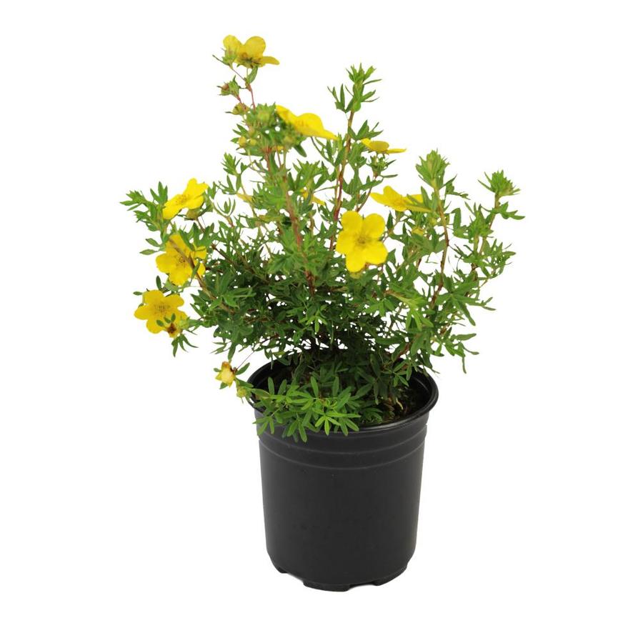 3.58Gallon Yellow Potentilla Flowering Shrub in Pot