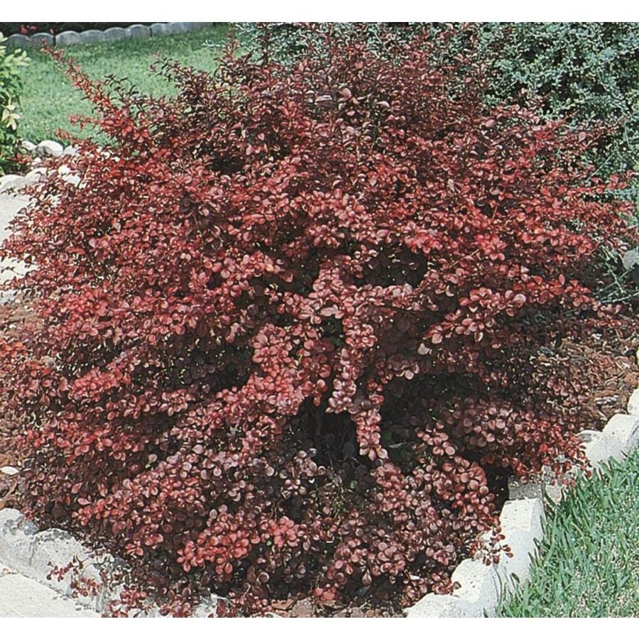 258 Gallon Royal Burgundy Barberry Accent Shrub In Pot L8067 At