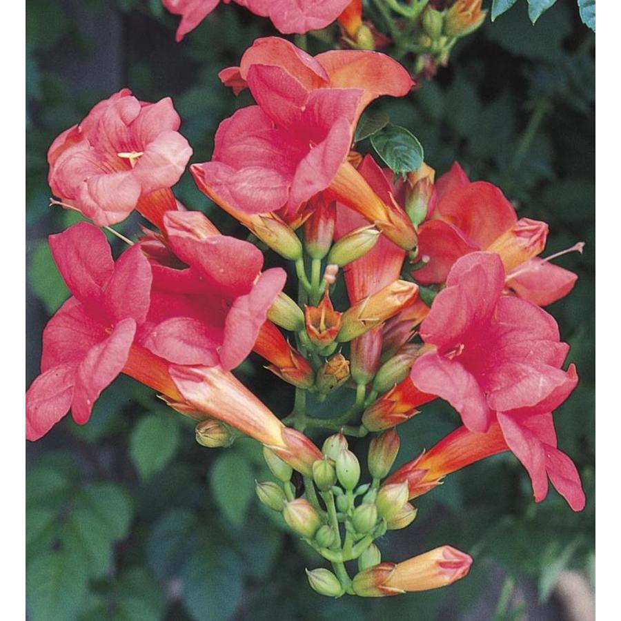 3.58Gallon in Pot Trumpet Vine (L4663) at