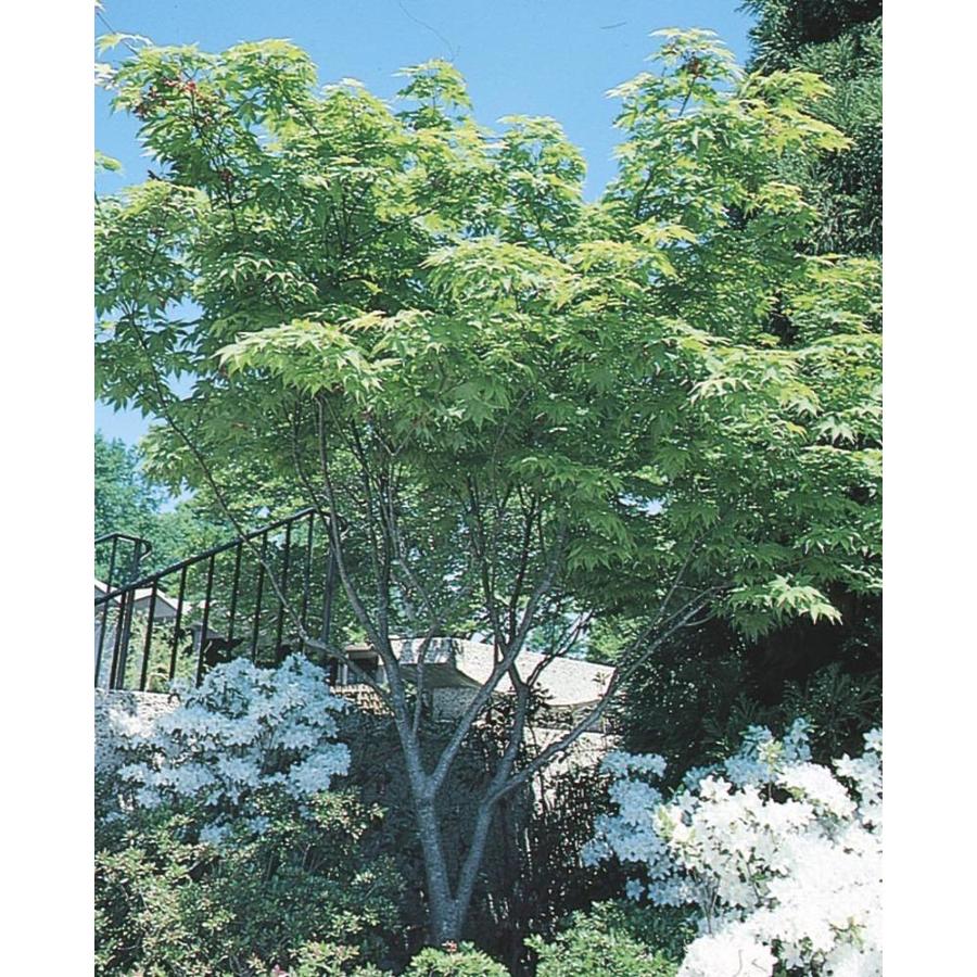 maple tree lowes shop 19 gallon japanese maple feature tree l4163 at lowes maple tree lowes shop 19 gallon japanese maple feature tree l4163 at lowes