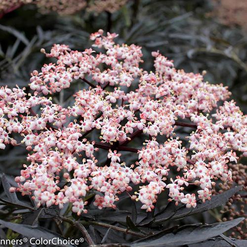 Proven Winners 3Gallon Red Elderberry Flowering Shrub in Pot in the