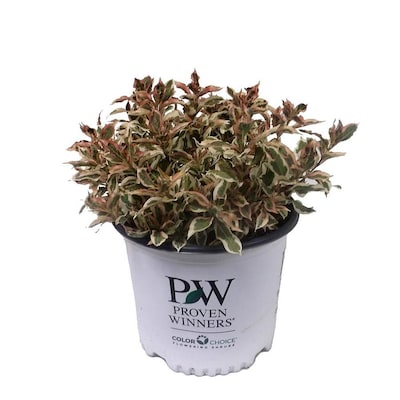 3 Gallon Pink Weigela Feature Shrub In Pot 3 Gallon Pink Weigela Feature Shrub In Pot