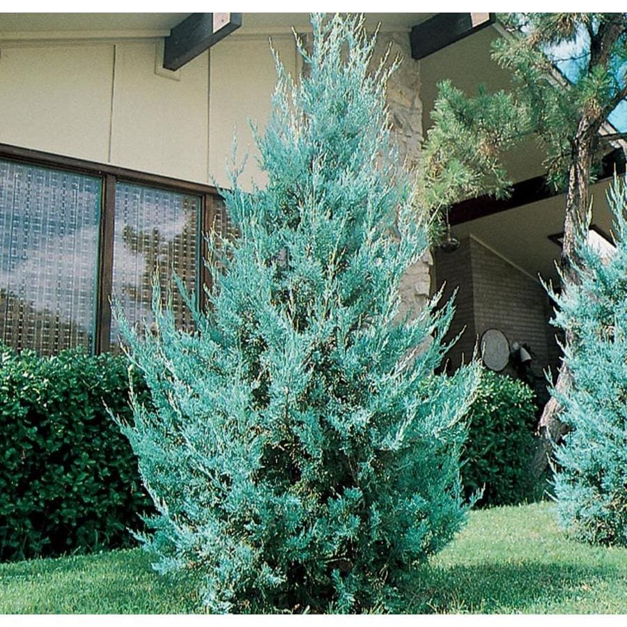 3.58-Gallon Wichita Blue Juniper Feature Shrub in Pot (L3789) at Lowes.com