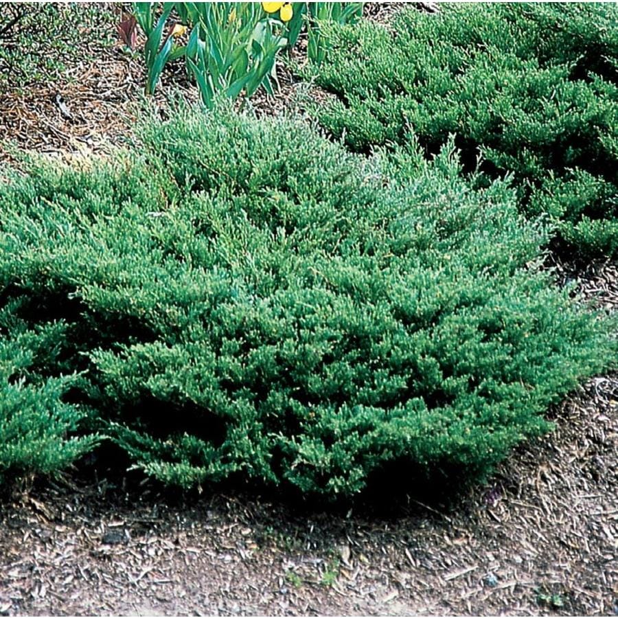 2.58-Gallon Youngstown Juniper Accent Shrub in Pot (L3790) at Lowes.com