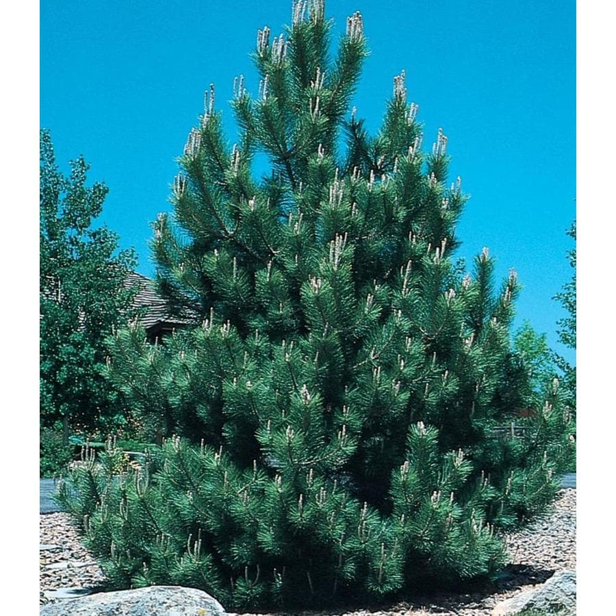 black pine tree