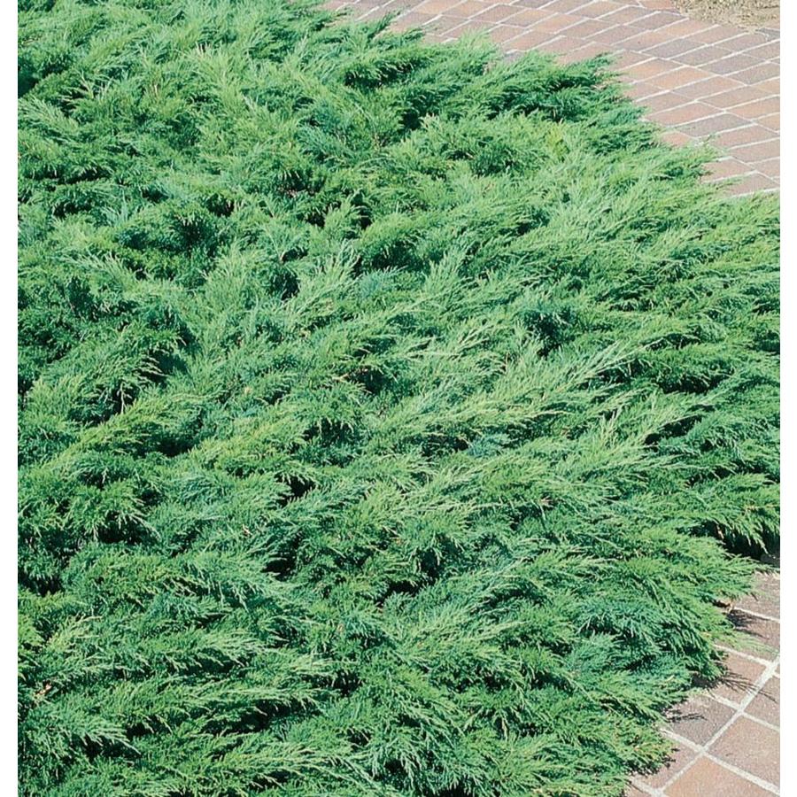 Shop 2.87-Quart Calgary Carpet Juniper Accent Shrub (L14224) at Lowes.com