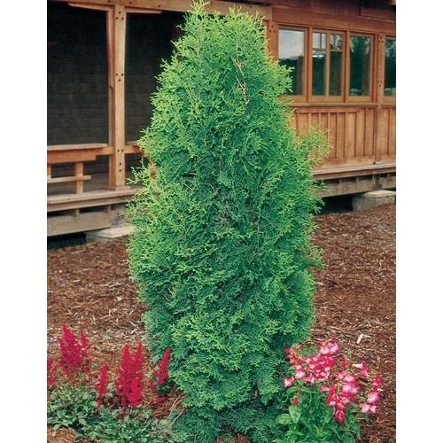 3.58Gallon Brandons Arborvitae Screening Shrub in Pot (L6241) in the