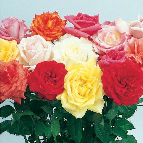 1 Gallon In Pot Multicolor Miniature Rose L5965 In The Roses Department At Lowes Com