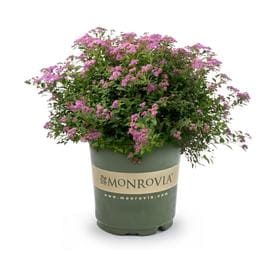 Monrovia Shrubs At Lowes Monrovia 3 58 Gallon Pink Magic Carpet Spirea Flowering Shrub In Pot