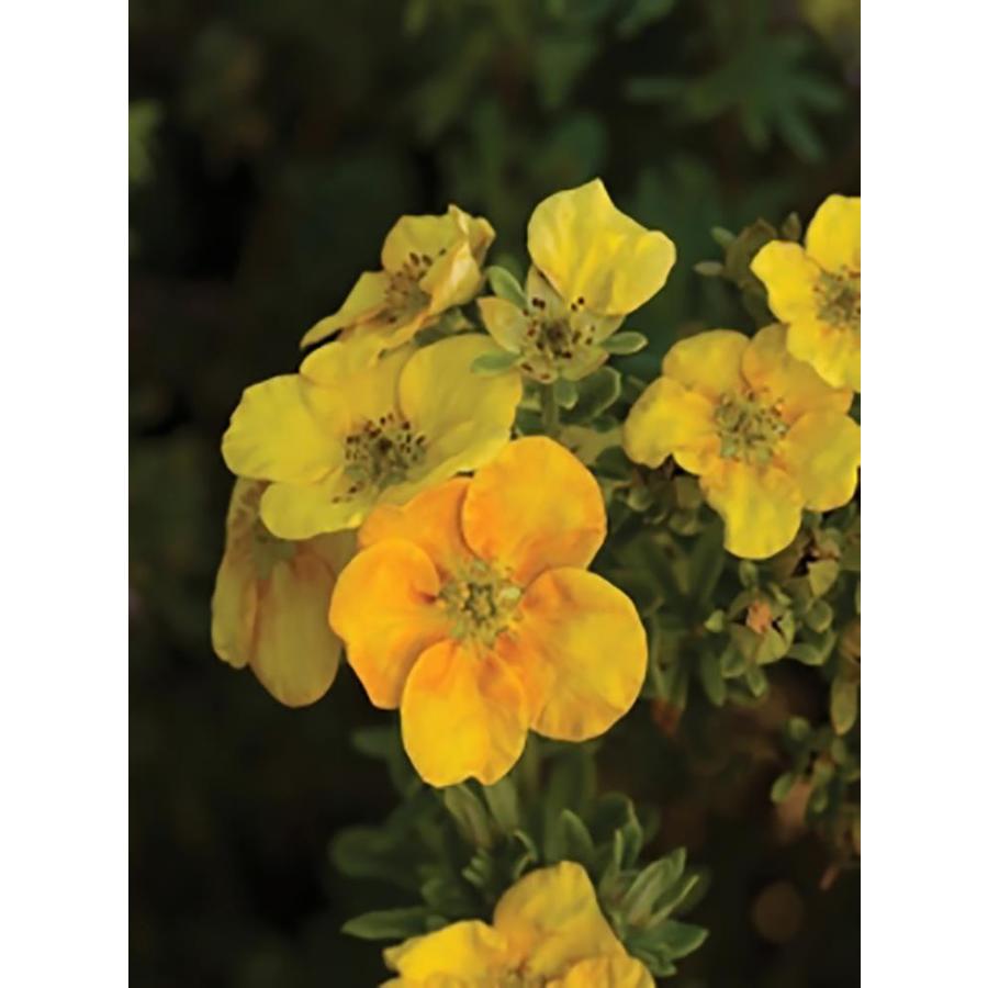 monrovia-3-58-gallon-yellow-mango-tango-potentilla-flowering-shrub-in