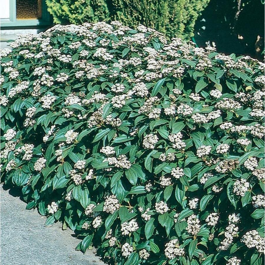 2.87Quart White David Viburnum Flowering Shrub in Pot (L4149) at
