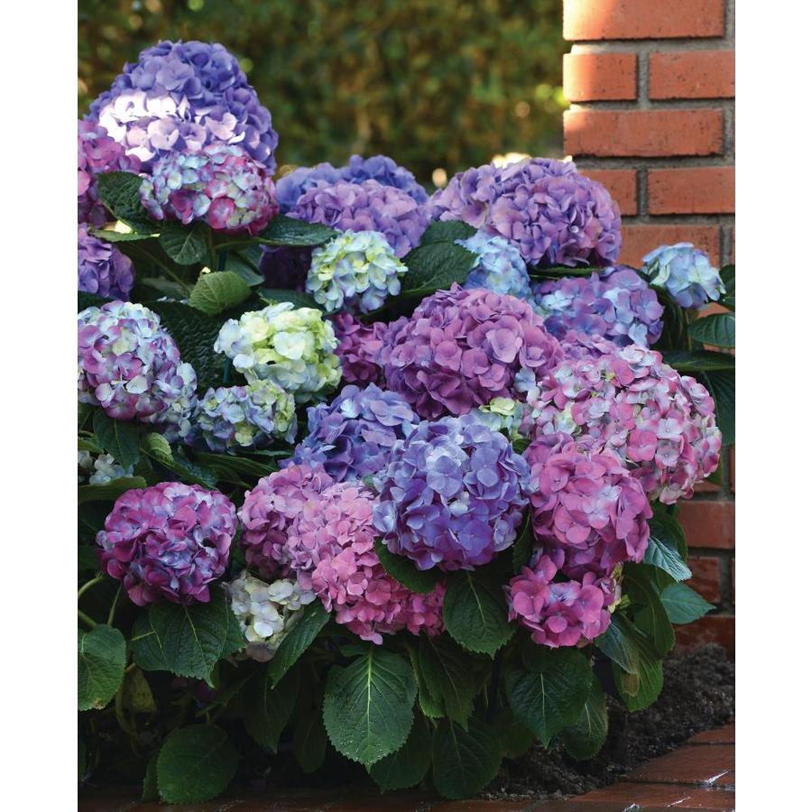 2Gallon Blue Hydrangea LA Dreamin Flowering Shrub in Pot at