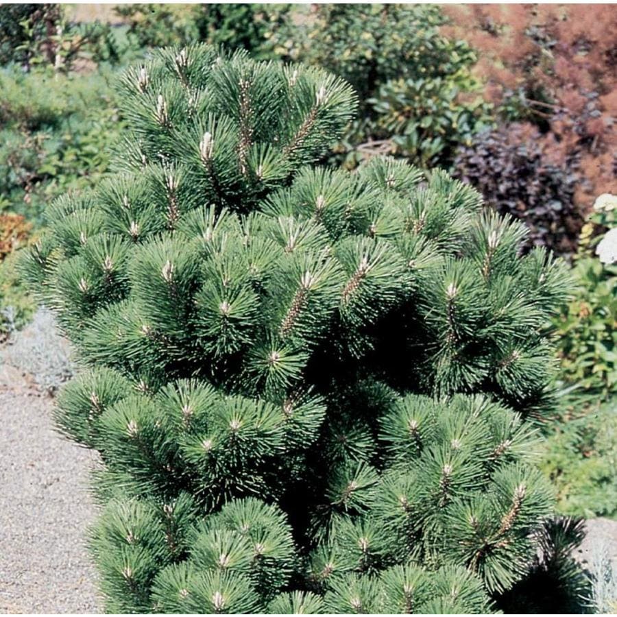 3.58-Gallon Thunderhead Japanese Black Pine Feature Tree in Pot (With Soil) (LW01566)