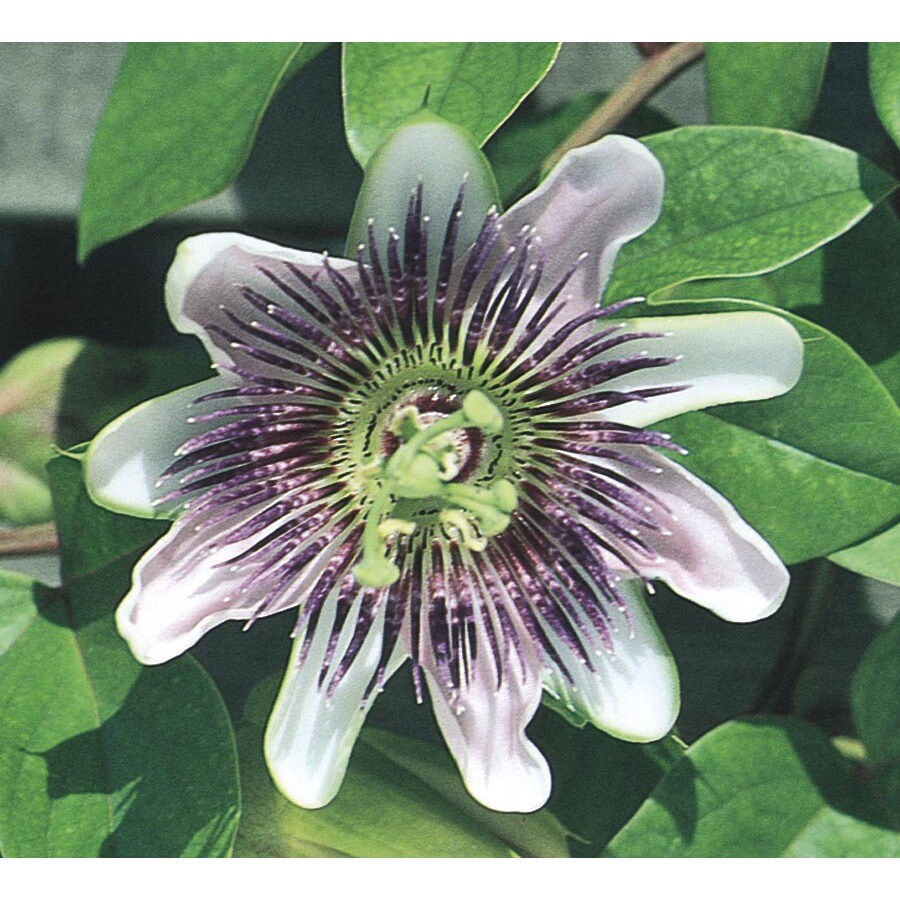 Purple Passion Flower (L9171) in the Vines department at