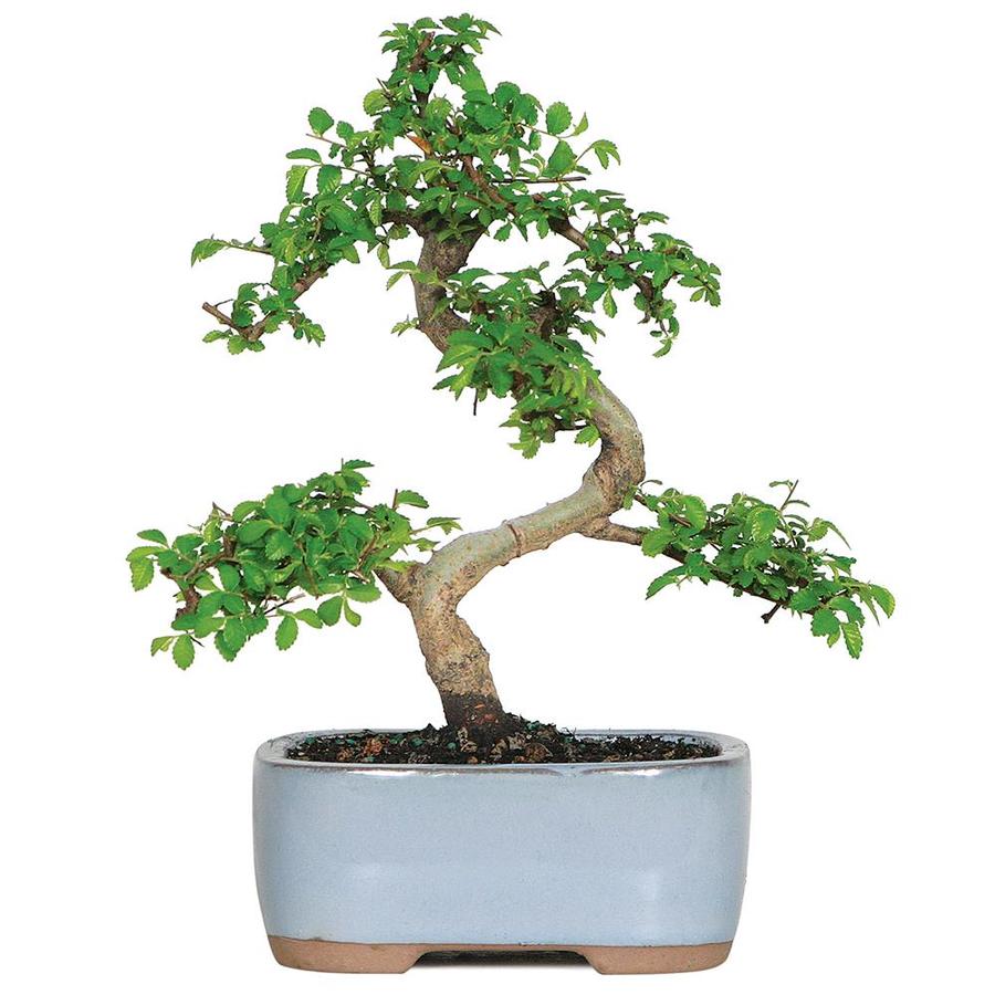 Lowes Bonsai Tree