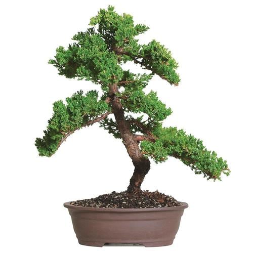 Brussel's Bonsai 12in Green Mound Juniper in Clay Planter (Dt0110gmj
